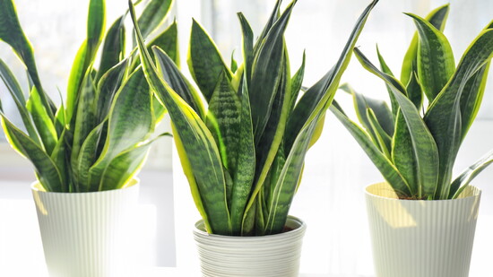 Sanseveria