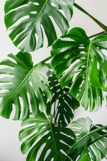 Monstera
