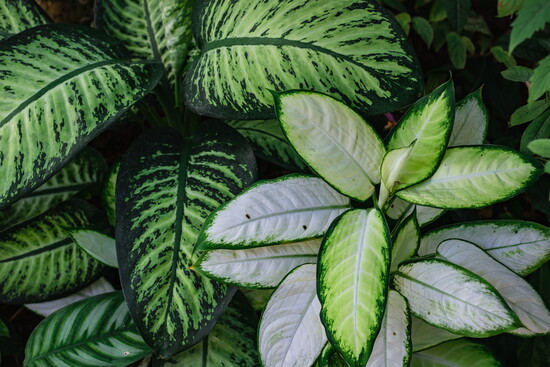 Dieffenbachia
