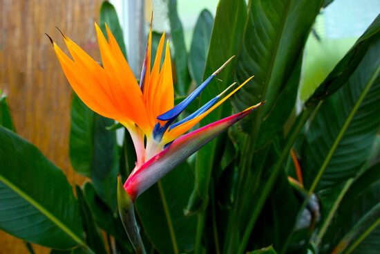 Bird of Paradise
