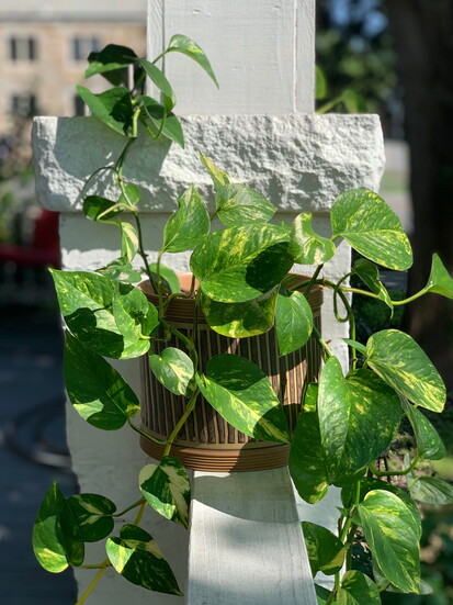 Pothos