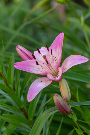 Lilies