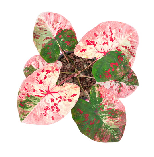 Caladium