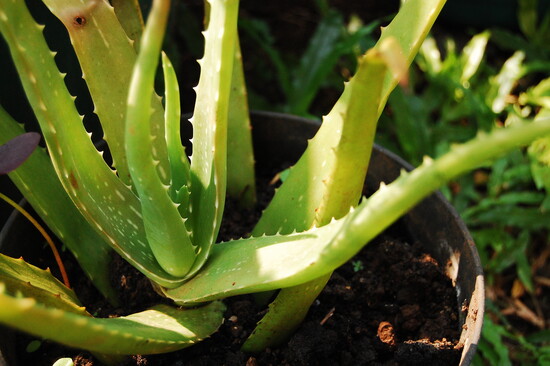 Aloe