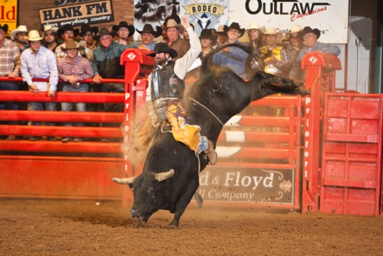 Bull riding at the Fort Worth Stock Show & Rodeo.  Photo courtesy of Visit Fort Worth