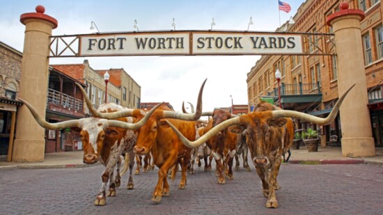 Visitors to the Fort Worth Stock Yards are treated to a twice per day cattle drive. Photo courtesy of Visit Fort Worth