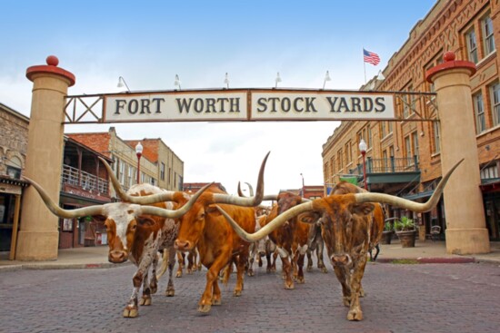 Visitors to the Fort Worth Stock Yards are treated to a twice per day cattle drive. Photo courtesy of Visit Fort Worth