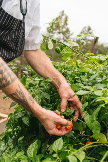 Chef Matthew Bousquet in the garden at The Clifton