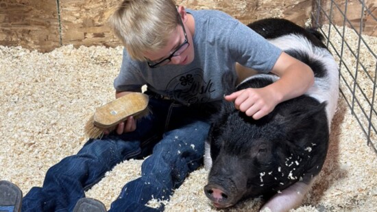 4-H Kids Get Their Animals Ready for Fair