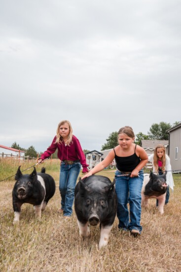 Brynlee, Bailee, and Paisley Bopp and their pigs.