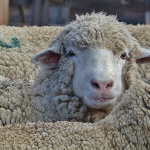 sheep%20face%20cutie%20close%20up%20wm%20credit%20carol%20waller-300?v=1