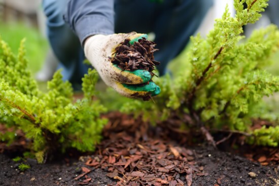 Adding mulch around pruned plants can help insulate roots and protect from cold damage