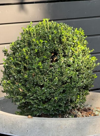 Boxwood, evergreen shrub, after winter pruning