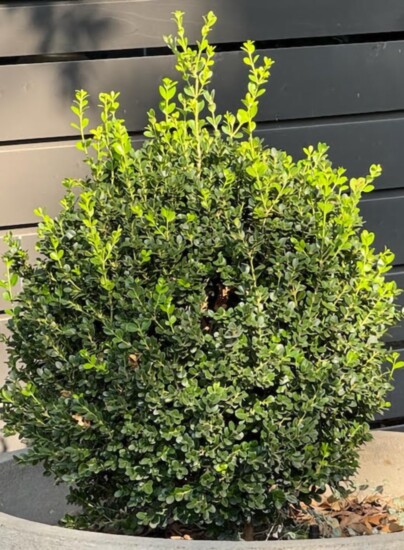 Boxwood, evergreen shrub, before winter pruning