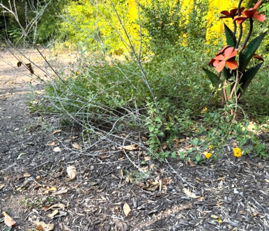 Sage before winter pruning