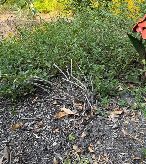 Sage after winter pruning