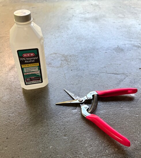 70% alcohol for cleaning pruner and sheers