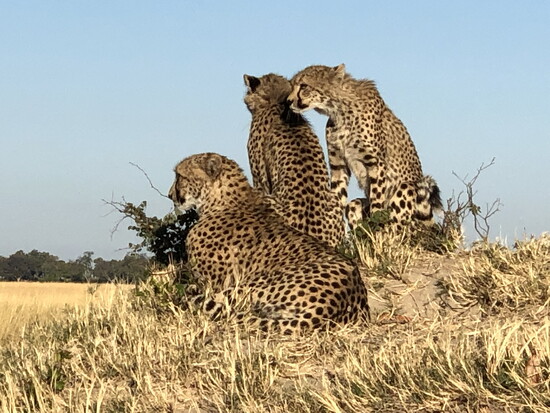 Africa