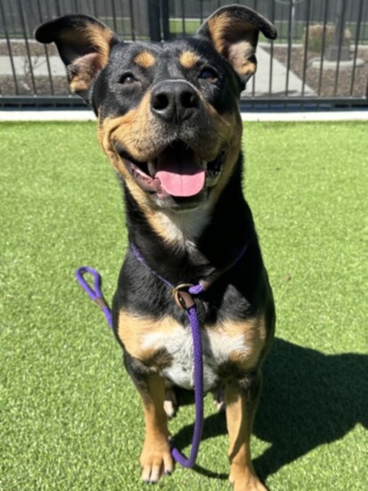 Bear-Idaho Humane Society