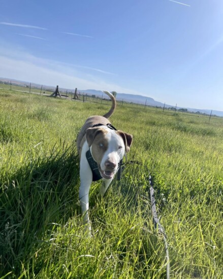 Bentley-Meridian Canine Rescue