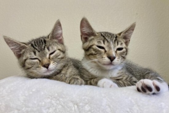 Dakota and Mora-Simply Cats Adoption Center