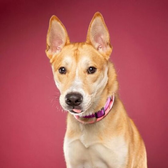 Graham-Idaho Humane Society