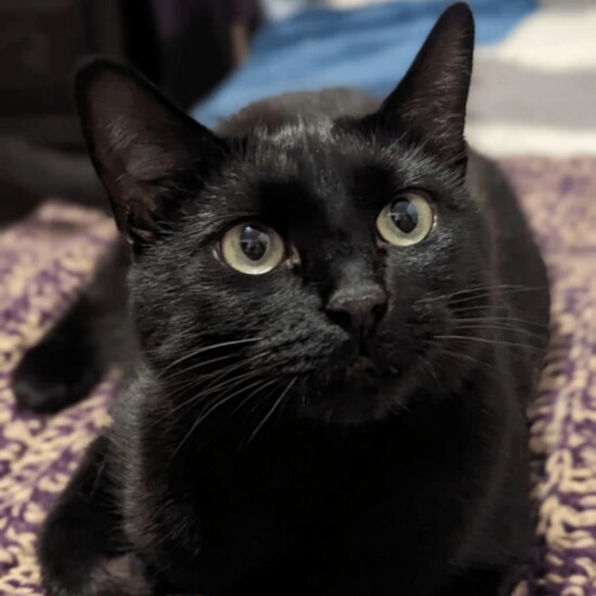Mia-Happy Jack Cats