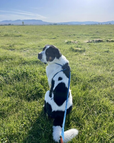 Pepper-Meridian Canine Rescue