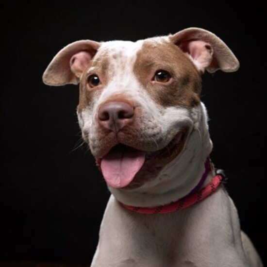 Sadie-Idaho Humane Society