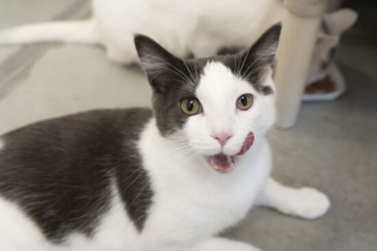 Sellie-Simply Cats Adoption Center
