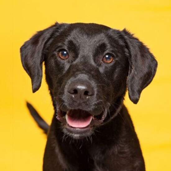 Sonya-Idaho Humane Society