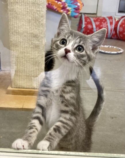 Steve-Simply Cats Adoption Center
