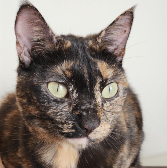 Zoe-Happy Jack Cats