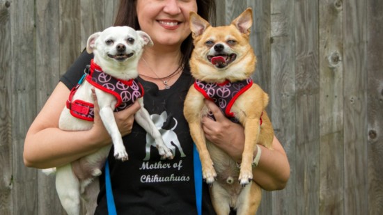 Mother of Chihuahuas.