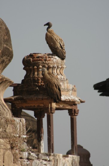 An oriental white-backed vulture perches atop a palace in India.