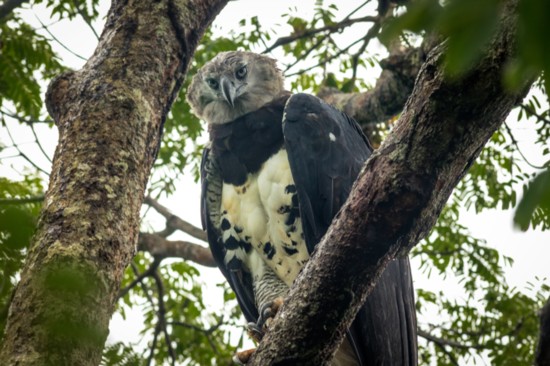 The Peregrine Fund is working to protect harpy eagles in Panama. You can see one on exhibit at the World Center for Birds of Prey.