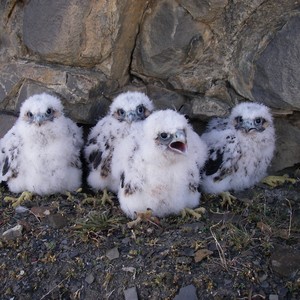 peregrine%20falcons%20like%20these%20nestlings%20were%20once%20endangered%20but%20because%20of%20the%20peregrine%20fund%20they%20were%20removed%20from%20the-300?v=1