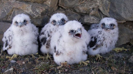 peregrine%20falcons%20like%20these%20nestlings%20were%20once%20endangered%20but%20because%20of%20the%20peregrine%20fund%20they%20were%20removed%20from%20the-550?v=1