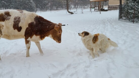 Emily and Leia have fun in the snow.