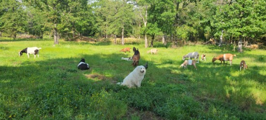 A pastoral scene at the Rudders' farm. In the foreground is Roxie, who helps guard the goats.