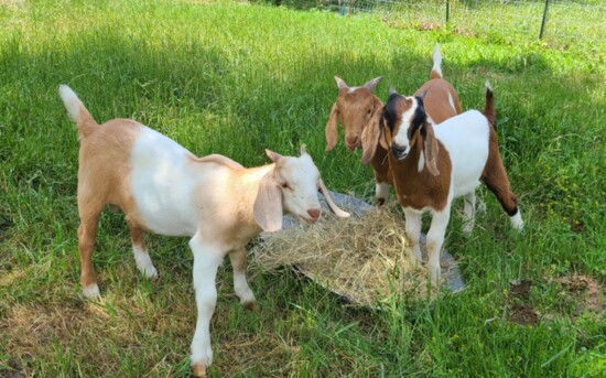 Champain, Reeses and Joseph enjoy some hay.