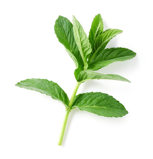 Mint.