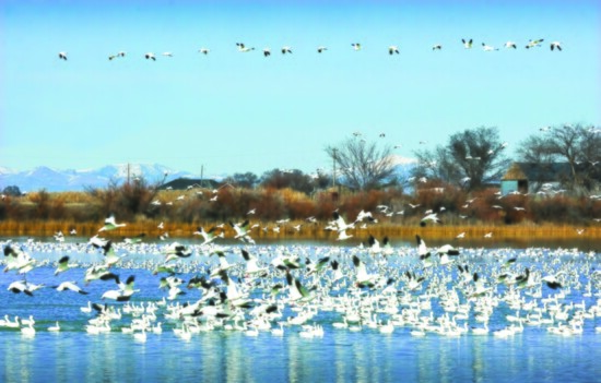 A peaceful, captivating scene of snow geese