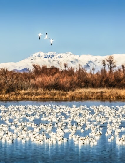 A sea of magnificent snow geese