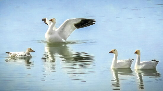 Snow geese mate for life 