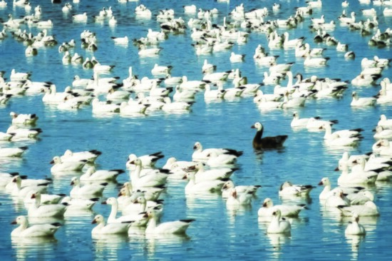 A lone black goose is surrounded by thousands of white geese