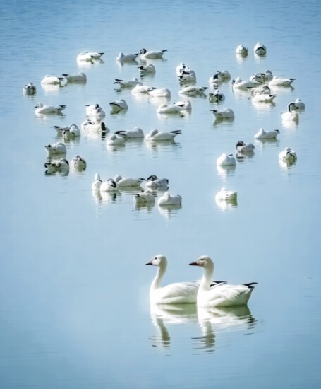 Snow geese form a near heart-shaped pattern as two geese swim by