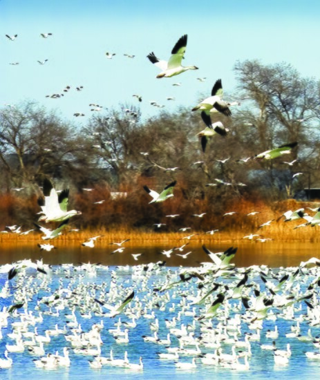 The flock suddenly takes to the air