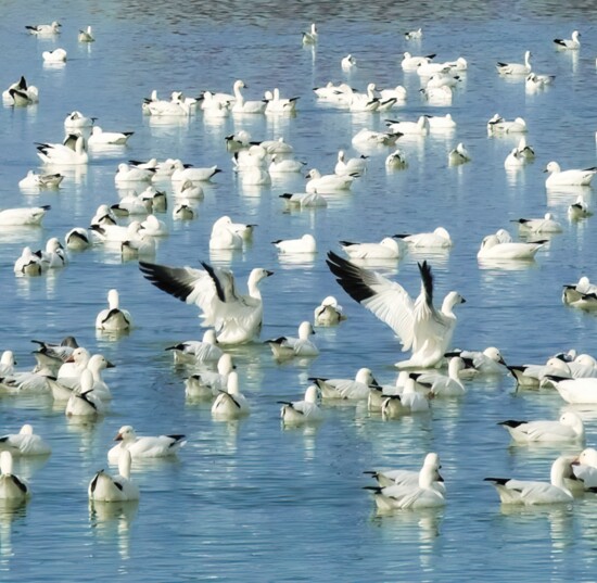 Snow geese often congregate in pairs