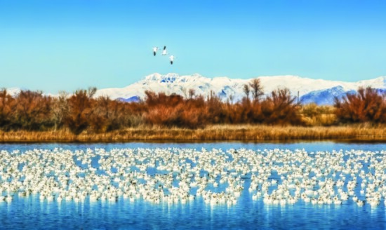 The snow geese look like a feathery blankete  like one 